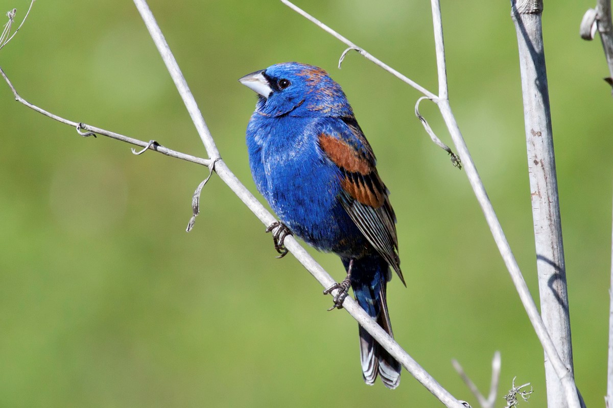 Blue Birds Southern California Bluebird Club